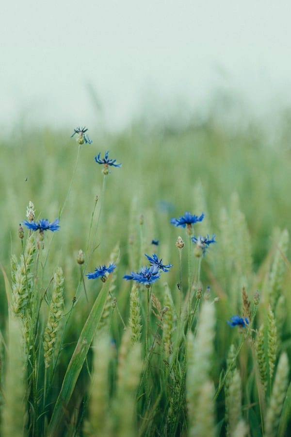 Blue flowers amidst green grass with a blurred background