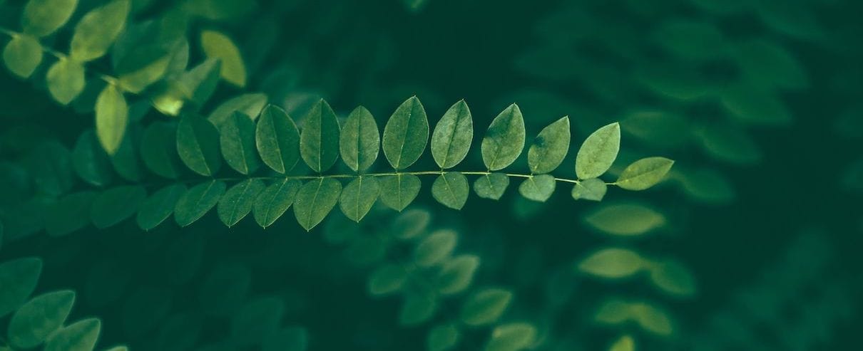 A Mission statement banner for Oakstone Five that has an image of leaves and says Nature-Inspired with a Mission.